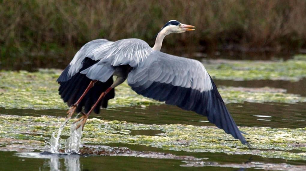 Continuité écologique
